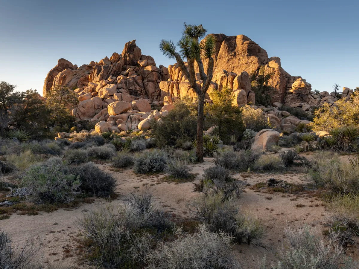 Joshua trees and granite boulders under a wide desert sky at dusk