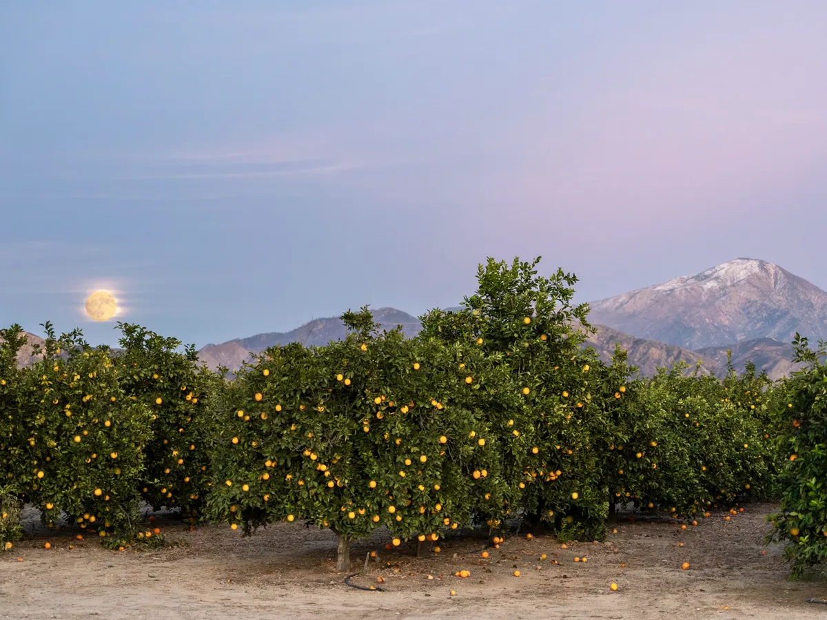 Green valley with orange groves backed by dry mountains in late light